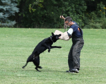 ceridwen zu treuen handen IPO2 RN german shepherd Catch Brian Harvey